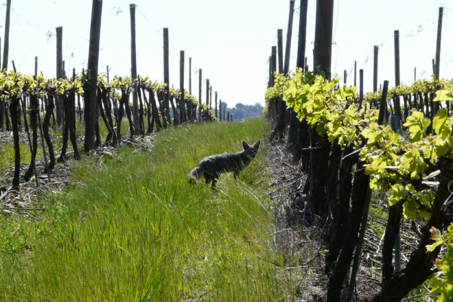 Viña Concha y Toro joins global biodiversity network