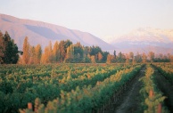 Winery photo